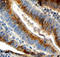 Fucosyltransferase 8 antibody, AF5768, R&D Systems, Immunohistochemistry frozen image 