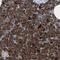 Carboxypeptidase A2 antibody, NBP1-87555, Novus Biologicals, Immunohistochemistry frozen image 
