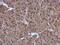 26S protease regulatory subunit 6A antibody, PA5-29115, Invitrogen Antibodies, Immunohistochemistry paraffin image 