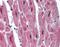 RNA Binding Motif Protein 24 antibody, PA5-41952, Invitrogen Antibodies, Immunohistochemistry paraffin image 