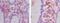 Ring Finger Protein 31 antibody, NBP2-27290, Novus Biologicals, Immunohistochemistry frozen image 