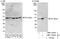 Purine Rich Element Binding Protein A antibody, NBP1-92651, Novus Biologicals, Immunoprecipitation image 