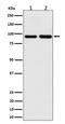 Cold Shock Domain Containing E1 antibody, M05114-1, Boster Biological Technology, Western Blot image 