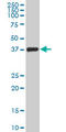 Transcription Elongation Factor A3 antibody, LS-C133469, Lifespan Biosciences, Western Blot image 