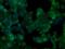 Nitrilase Family Member 2 antibody, MA5-25091, Invitrogen Antibodies, Immunocytochemistry image 