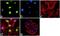Histone Cluster 4 H4 antibody, 701777, Invitrogen Antibodies, Immunofluorescence image 