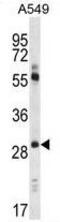 Claudin 1 antibody, GTX81903, GeneTex, Western Blot image 