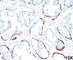 Keratin 13 antibody, V2327IHC-7ML, NSJ Bioreagents, Immunohistochemistry frozen image 
