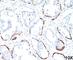 Cytokeratin-13 antibody, V2327IHC-7ML, NSJ Bioreagents, Immunohistochemistry frozen image 