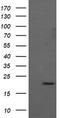 Anaphase Promoting Complex Subunit 11 antibody, LS-C338077, Lifespan Biosciences, Western Blot image 