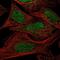 DEAH-Box Helicase 38 antibody, PA5-59525, Invitrogen Antibodies, Immunofluorescence image 