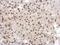General Transcription Factor IIA Subunit 1 antibody, NBP2-16760, Novus Biologicals, Immunohistochemistry frozen image 