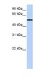 Sialic Acid Binding Ig Like Lectin 6 antibody, orb330211, Biorbyt, Western Blot image 