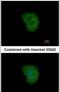 Tripartite Motif Containing 10 antibody, PA5-31291, Invitrogen Antibodies, Immunofluorescence image 