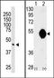 Docking Protein 2 antibody, AP14444PU-N, Origene, Western Blot image 