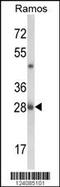 Nuclear Casein Kinase And Cyclin Dependent Kinase Substrate 1 antibody, 63-989, ProSci, Western Blot image 