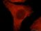 Beta-Actin antibody, 20536-1-AP, Proteintech Group, Immunofluorescence image 