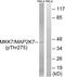 Mitogen-Activated Protein Kinase Kinase 7 antibody, abx012612, Abbexa, Western Blot image 