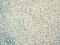 Myoglobin antibody, ab77232, Abcam, Immunohistochemistry paraffin image 
