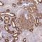 Allograft Inflammatory Factor 1 Like antibody, NBP2-32004, Novus Biologicals, Immunohistochemistry frozen image 