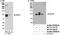 DEAD-Box Helicase 20 antibody, NB100-1802, Novus Biologicals, Western Blot image 