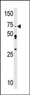 SRSF Protein Kinase 1 antibody, AP13577PU-N, Origene, Western Blot image 