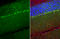 Transient Receptor Potential Cation Channel Subfamily C Member 6 antibody, GTX104730, GeneTex, Immunohistochemistry paraffin image 