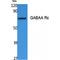 Gamma-Aminobutyric Acid Type A Receptor Epsilon Subunit antibody, LS-C386831, Lifespan Biosciences, Western Blot image 