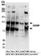 ADAM Metallopeptidase Domain 9 antibody, NBP2-32260, Novus Biologicals, Western Blot image 