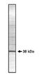Protein Phosphatase 1 Catalytic Subunit Gamma antibody, orb108622, Biorbyt, Western Blot image 
