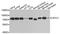 CREB Regulated Transcription Coactivator 1 antibody, STJ111959, St John