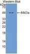 Lumican antibody, abx131975, Abbexa, Western Blot image 