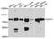 Cadherin 11 antibody, orb373958, Biorbyt, Western Blot image 