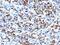 Myogenin antibody, GTX34884, GeneTex, Immunohistochemistry paraffin image 