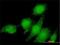 STAM Binding Protein antibody, H00010617-M01, Novus Biologicals, Immunocytochemistry image 