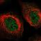 MAP kinase-interacting serine/threonine-protein kinase 2 antibody, NBP1-92129, Novus Biologicals, Immunofluorescence image 