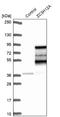 Zinc Finger CCCH-Type Containing 12A antibody, NBP2-37871, Novus Biologicals, Western Blot image 