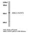 RUNX Family Transcription Factor 1 antibody, LS-B14769, Lifespan Biosciences, Western Blot image 