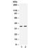 SIX Homeobox 1 antibody, R32236, NSJ Bioreagents, Western Blot image 