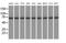 Kelch Repeat And BTB Domain Containing 7 antibody, MA5-25171, Invitrogen Antibodies, Western Blot image 