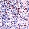 SRY-Box 2 antibody, MA5-16399, Invitrogen Antibodies, Immunohistochemistry frozen image 