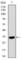 Neuronal Cell Adhesion Molecule antibody, abx015947, Abbexa, Western Blot image 