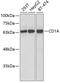 CD1a Molecule antibody, GTX32500, GeneTex, Western Blot image 
