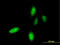 Homeobox C10 antibody, LS-C197445, Lifespan Biosciences, Immunofluorescence image 