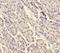 Signal Recognition Particle 19 antibody, A54760-100, Epigentek, Immunohistochemistry paraffin image 