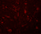 Probable ribonuclease ZC3H12C antibody, 5677, ProSci, Immunofluorescence image 