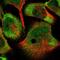 Integrator Complex Subunit 10 antibody, NBP1-91234, Novus Biologicals, Immunofluorescence image 