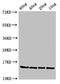 Ponticulin antibody, LS-C682352, Lifespan Biosciences, Western Blot image 