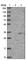 Acrosomal Vesicle Protein 1 antibody, HPA038719, Atlas Antibodies, Western Blot image 