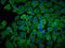 Phosphopantothenoylcysteine Decarboxylase antibody, LS-C681106, Lifespan Biosciences, Immunofluorescence image 